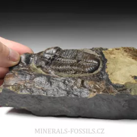 trilobit Mikaparia milena