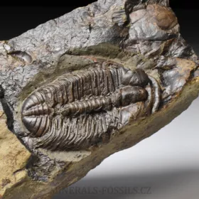 trilobit Mikaparia milena