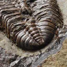 trilobit Mikaparia milena