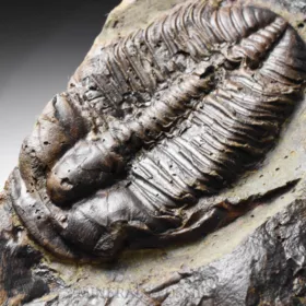 trilobit Mikaparia milena