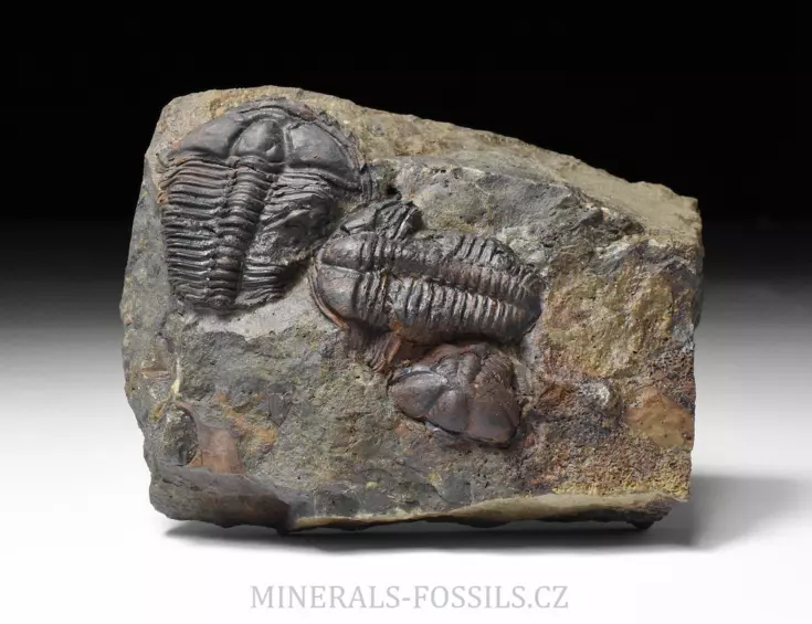 pokousaní trilobiti Conocoryphe sulzeri
