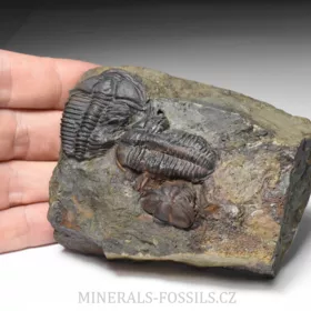 pokousaní trilobiti Conocoryphe sulzeri