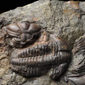 pokousaní trilobiti Conocoryphe sulzeri