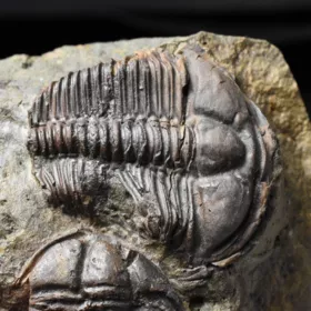 pokousaní trilobiti Conocoryphe sulzeri