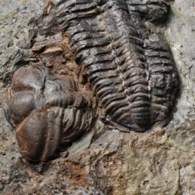 pokousaní trilobiti Conocoryphe sulzeri