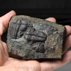 pokousaní trilobiti Conocoryphe sulzeri