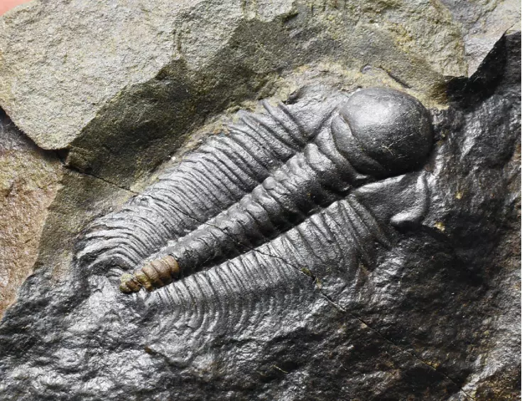 trilobit Hydrocephalus minor