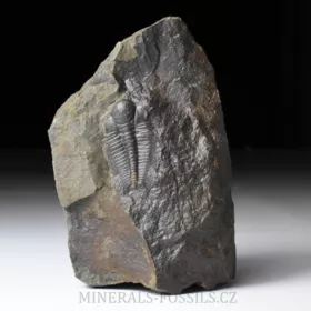 trilobit Hydrocephalus minor