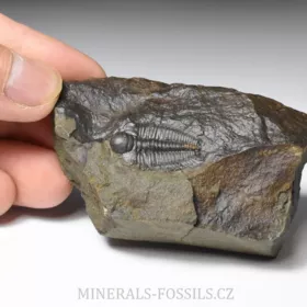 trilobit Hydrocephalus minor