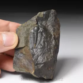 trilobit Hydrocephalus minor
