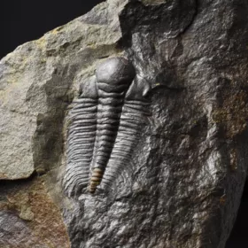 trilobit Hydrocephalus minor