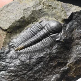 trilobit Hydrocephalus minor