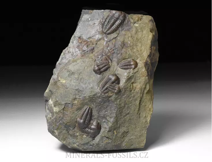 trilobit Ellipsocephalus hoffi