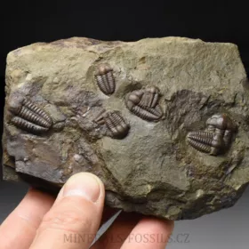 trilobit Ellipsocephalus hoffi