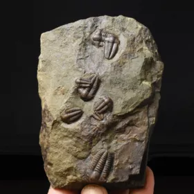 trilobit Ellipsocephalus hoffi