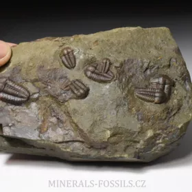 trilobit Ellipsocephalus hoffi