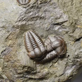 trilobit Ellipsocephalus hoffi