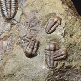 trilobit Ellipsocephalus hoffi
