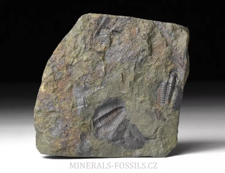 trilobit Lobocephalina emmrichi