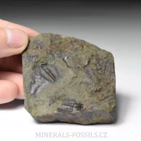 trilobit Lobocephalina emmrichi