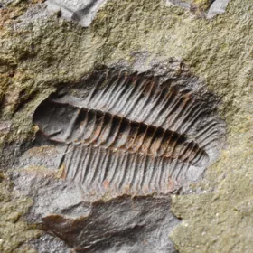 trilobit Lobocephalina emmrichi