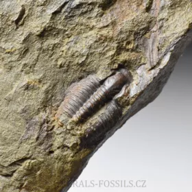trilobit Lobocephalina emmrichi