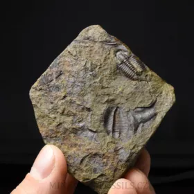 trilobit Lobocephalina emmrichi