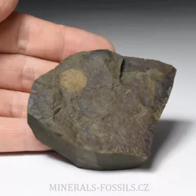 kambrický korýš Forfexicaris