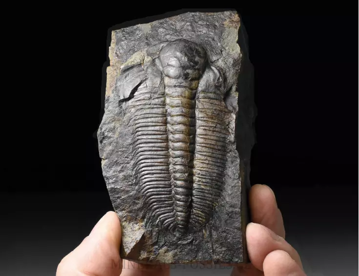trilobit Hydrocephalus minor