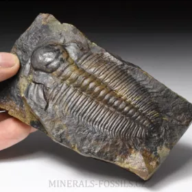 trilobit Hydrocephalus minor