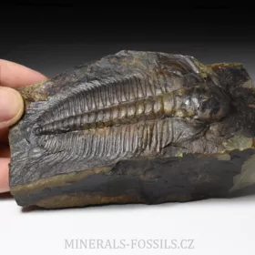 trilobit Hydrocephalus minor