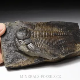 trilobit Hydrocephalus minor