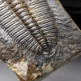 trilobit Hydrocephalus minor