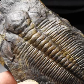 trilobit Hydrocephalus minor