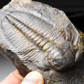 trilobit Hydrocephalus minor