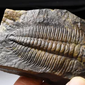 trilobit Hydrocephalus minor