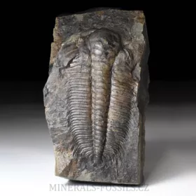 trilobit Hydrocephalus minor