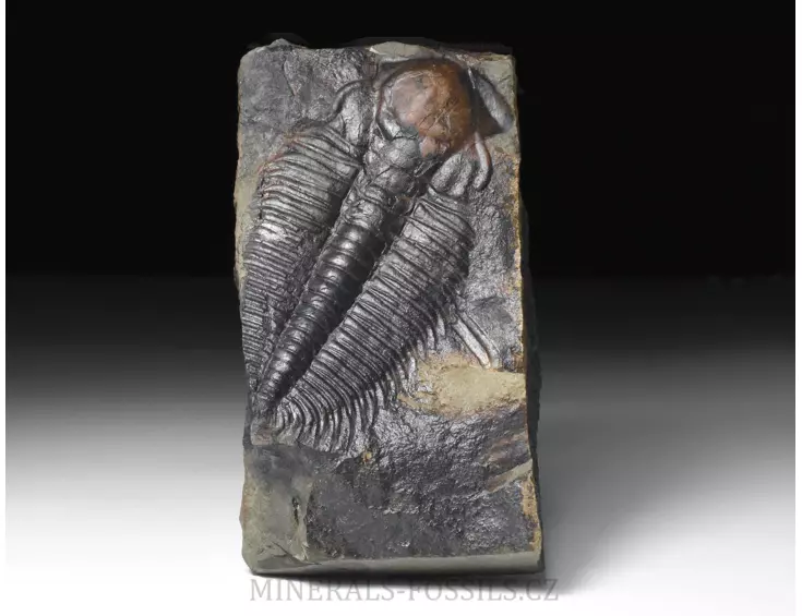 trilobit Hydrocephalus minor