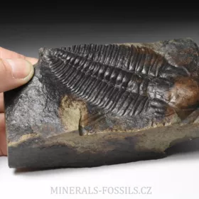 trilobit Hydrocephalus minor