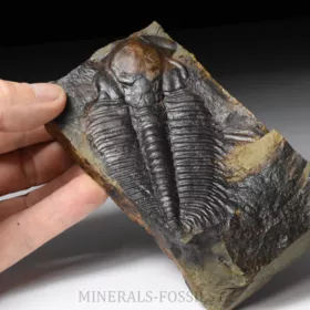 trilobit Hydrocephalus minor