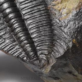 trilobit Hydrocephalus minor