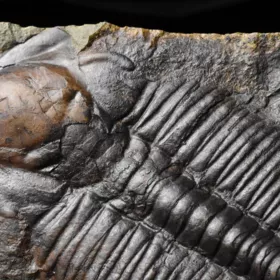 trilobit Hydrocephalus minor