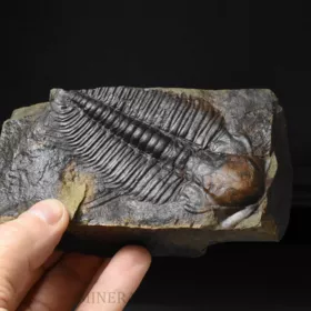 trilobit Hydrocephalus minor