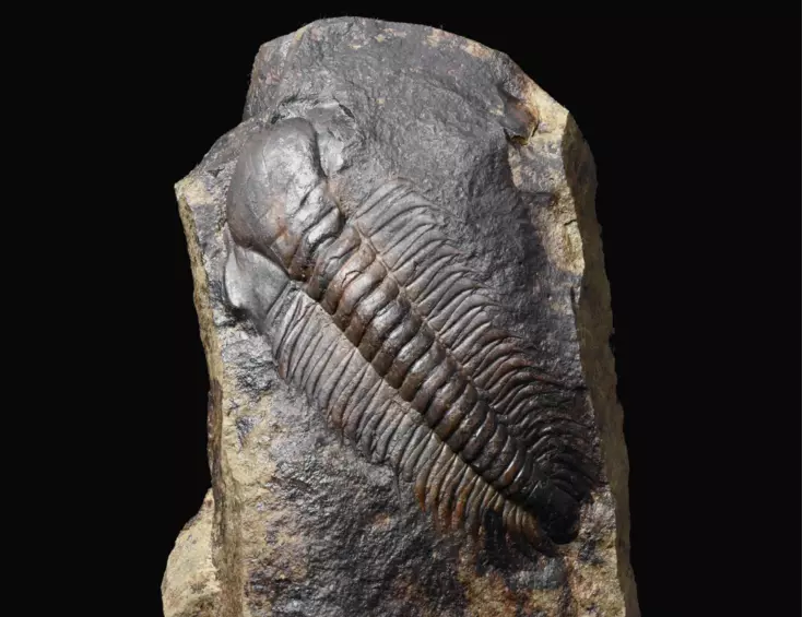 trilobit Paradoxides gracilis