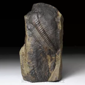 trilobit Paradoxides gracilis