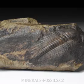 trilobit Paradoxides gracilis