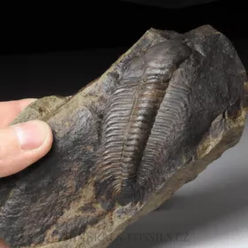 trilobit Paradoxides gracilis