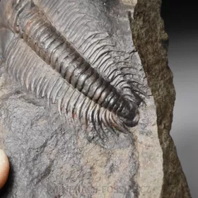 trilobit Paradoxides gracilis