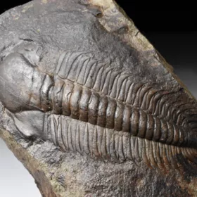 trilobit Paradoxides gracilis