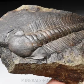 trilobit Paradoxides gracilis